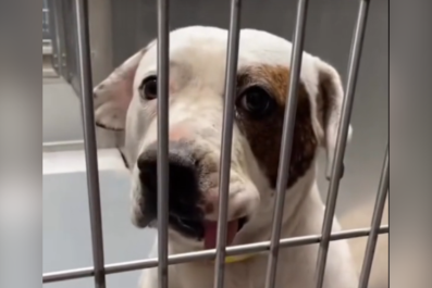 Dog Dumped at Shelter With 'Scars All Over' Harboring Heartbreaking Secret