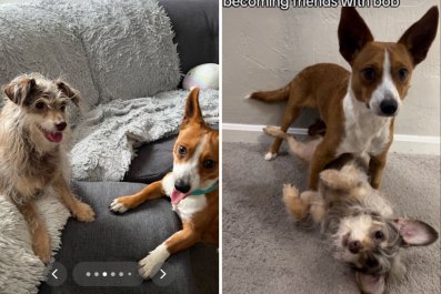 Woman Fosters Pup for Her Dog to Have Friend, He Becomes New Family Member