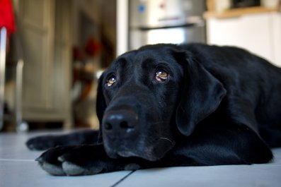 Laughter as Owner Gets New Halloween Decoration, Dog Instantly 'Not a Fan'