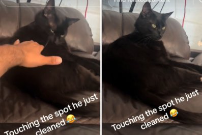 Cat's Reaction as Owner Betrays His Cleanliness Viewed by 8 Million