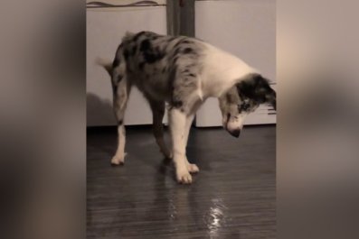 Baffled Puppy Owner Finally Figures Out Why Their Floor Is Always Flooded