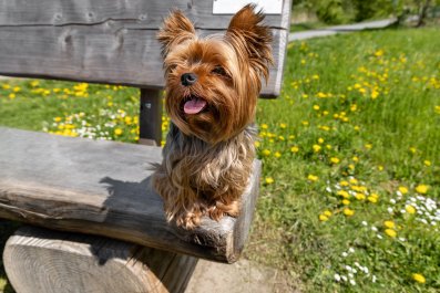 One-Eyed Senior Dog Saved From Euthanasia Becomes 'Puppy' Again