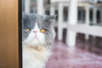 Cat Stuck Outside Delights Internetâ'Two Brain Cells and They've Never Met'