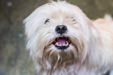 Dog's Way of Telling Owner There's a Spider Near Her Bed Delights Internet