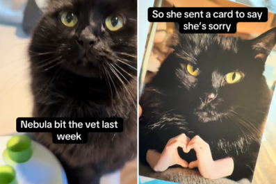 Cat's Hilarious Apology Card After Biting Vet Delights Internet: 'Meanie'