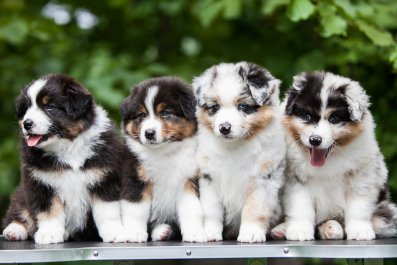 Fluffy 'Waterfall' of Adorable Aussie Puppies Delights Internet