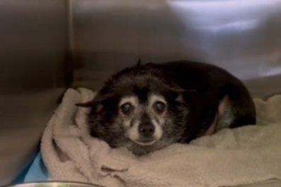 Senior Dog Left Behind at Shelter by Only Family He Knew: 'Starting Over'