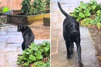 Woman Stunned by Dog's Reaction to Church Bells, Finally Manages to Film It