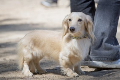 Dachshund's Way of Taking On Fly Has Internet in Stitches: 'Sky Raisin'