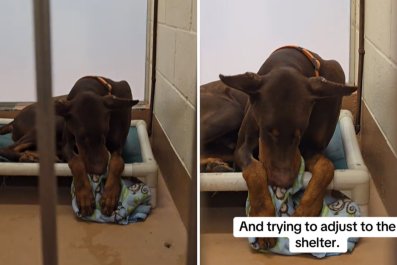 Face of Dog Who Was Kept 'Outside Chained,' Now Adjusting to Shelter Life