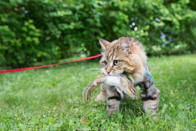 Cat Brings Special 'Gift' for Owner, Chaos Ensues