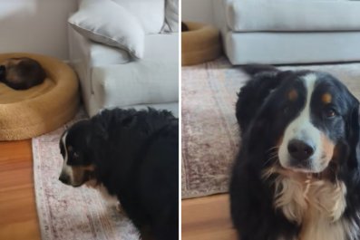 Giant Dog Upset After Cat Steals Her Bed: 'You Snooze You Lose'