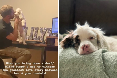 Dog Surrendered for Being Deaf and Blind 'Falls in Love' With New Family