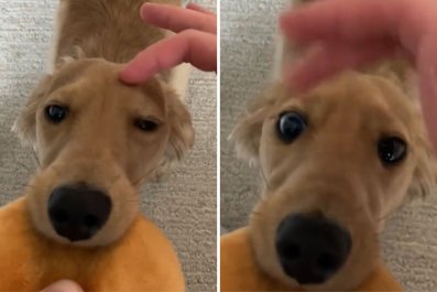 Dozing Dog Realizes Owner Is Trying to Send Him to Bed, Won't Let It Happen