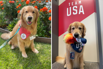 Campaign to Save Team USA Gymnastics Therapy Dog Launched: 'Goodest Boy'