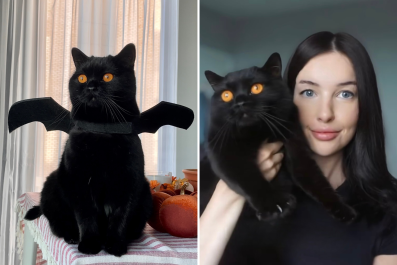 Cat With Very Rare Eye Color Stuns the Internet: 'Autumnal'