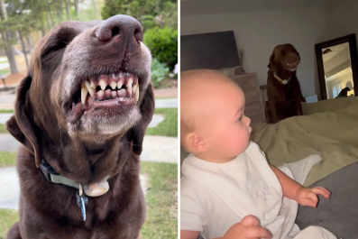 Internet in Hysterics as Dog 'Tries To Be Cuter Than Baby'