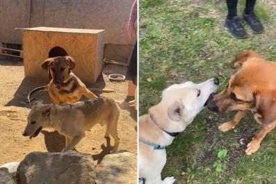 Dogs 'Inseparable' at Shelter Reunite Months After Adoption Sets Them Apart