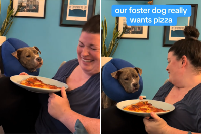 'Vocal' Foster Dog Begs for Pizza Despite Still Recovering From Surgery