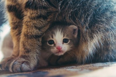 Cat Ready To Protect New Rescue Kitten With His Life: 'Hands Off'