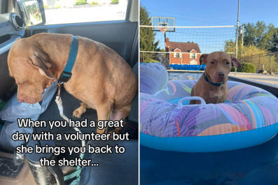 Tears as Shelter Dog's Day Out With Volunteer EndsâBut a Surprise Awaits