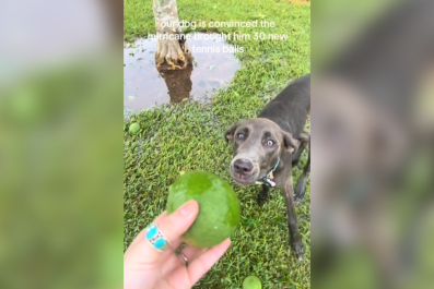 Dog Can't Believe His Eyes as Hurricane Sweeps Special Treat Into His Yard