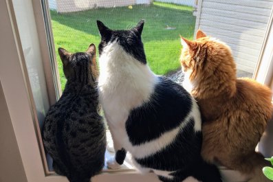 Owners Buy Their Cats a Window Bird Feeder and They Can't Get Enough Of It