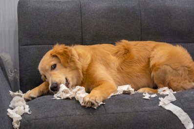 Golden Retriever Puppy Left Out of Crate for First Time, Goes As Expected