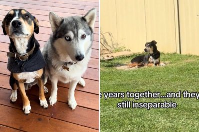 Heartbreaking Reason Dog Lays on a Specific Spot in Yard: 'Inseparable'