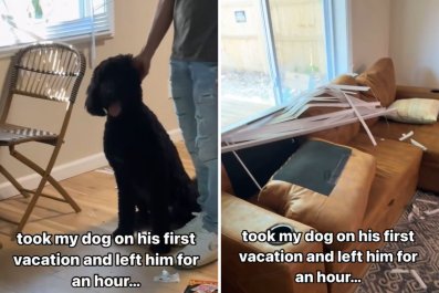 Owner Takes Dog on First Vacation, Things Don't Go Exactly as Planned