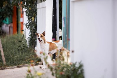 Security Cam Captures Dog Returning Home After 2-Mile Run On Busy Street