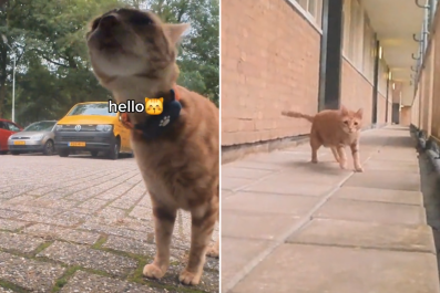 Owner Puts a Camera on His Cats During Rainstorm To See Their 'Adventures'