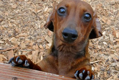 Dachshund's Fear Unlocked As Owner Gets Wiener Dog Skeleton for Halloween