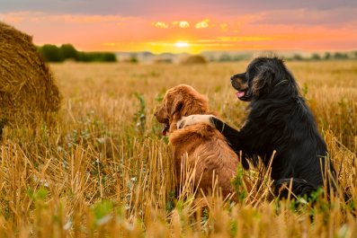 'Wholesome' Moment Stray Dogs Meet Up to Watch Sunset Delights Internet