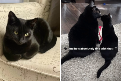 Woman Reveals Difference Between Her 26lb and 7lb Catsâ'House Panther'