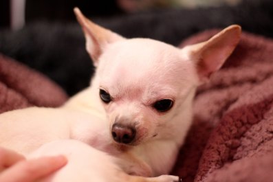 Hysterics As Dog Gets 'Offended' When He Realizes Owner is Filming Him