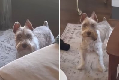 Woman's 'Blood-Curdling' Scream As She Realizes What Dog Brought Inside