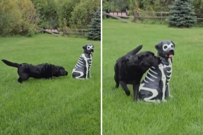 Labrador Has Epic Reaction to Owner's Life-Size Dog Halloween Decoration