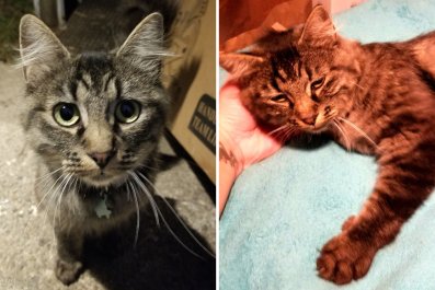 Outrage At Cat Owner's Text To Woman Who Found Pet 5 Years Later