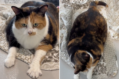 Shelter Pleads for Someone to Rescue Huge 27-Pound Cat