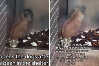 Shelter Dog Who Was 'Giving Up Hope' Would Sit and Face the Wall for Hours