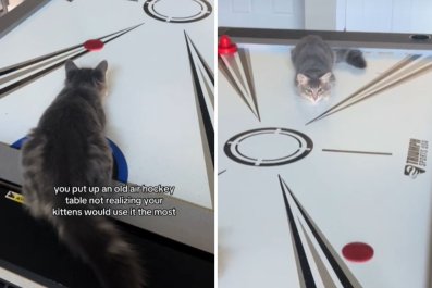 Two Kittens Playing Air Hockey Is Everything You Need To See Today