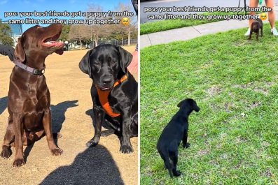 Best Friends Get Puppies From Same Litter So They Will Grow Up Together