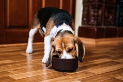 Basset Hound Puppy's 'Immersive Dining' Method Delights Internet