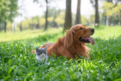 Golden Retriever Selected by Cat Distribution System, and He's Ready for It