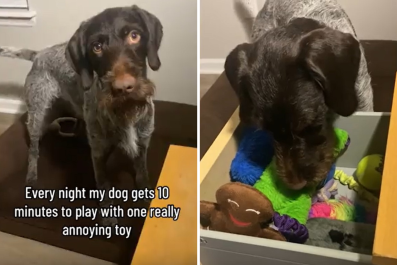 Dog Has Tough Decision Choosing One 'Annoying Toy' To Play With Each Day