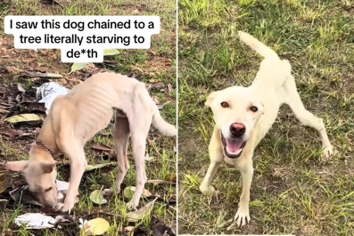 Woman Rescues Skeletal Dog Who Was 'Chained to a Tree' and Left for Dead