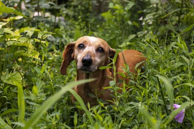 Senior Pup 'Working Up the Courage' to Walk Through Dog Park Melts Hearts