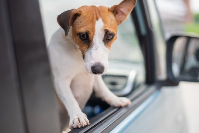 Rescue Dog Dumped by the Roadside Has Heartbreaking Reaction to Car Rides