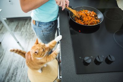 Laughter at Cat Trying To Steal Mom's Cooking: 'Adding Litter Box Flavor'